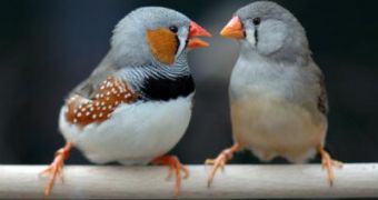 Study on zebra finches shows that, in the case of these birds, nurture trumps nature