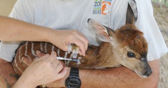 Nyala calf born at Zoo Miami on February 5