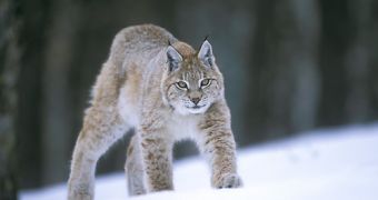 OS X 10.9 Will Be Called LYNX – Report