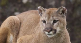 OS X Mountain Lion Tips: Annotate Images in Preview