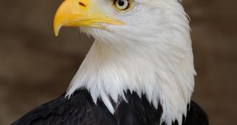 The Obama administration says wind farms can injure, kill a given number of bald and/or golden eagles per year
