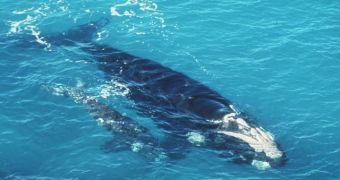 The Obama administration moves to protect endangered right whales