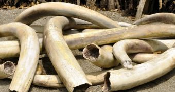 On November 14, the US will destroy its national ivory stockpile
