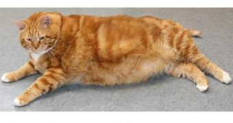 Obese Cat Named Skinny Drops 4 Pounds (1.8 Kg)