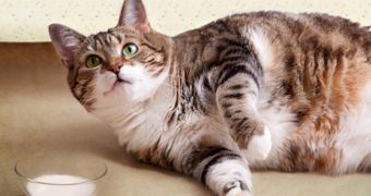 Obese cats survive one month relying solely on their fatty reserves