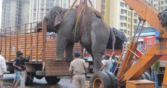 Conservationists in India rescue obese elephant