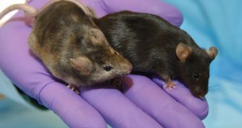 Mice born to obese fathers are likely to also have weight issues