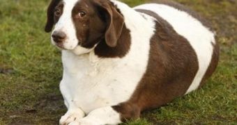 New obesity clinic in the US treats overweight pets