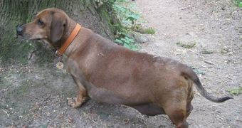 Obie the Formerly Obese Dachshund Shows Off His New Figure