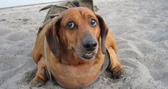 Obie, the obese dachshund, will go on living with his foster mom