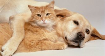 Pets in Singapore can now get their own obituaries