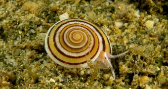 Ocean acidification is causing marine snails to dissolve