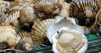 Mass die-off of scallops documented in Canada