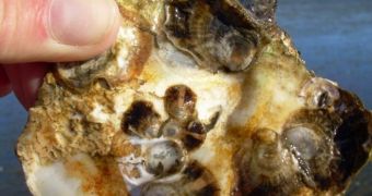 Oysters at hatcheries in Oregon are showing the effects of ocean acidification
