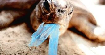 Study finds that plastic debris becomes contaminated with harmful chemical compounds as the months go by