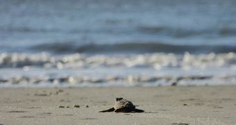 This turtle might live to see the changes predicted in a new study on the impact of climate change on oceanic predators