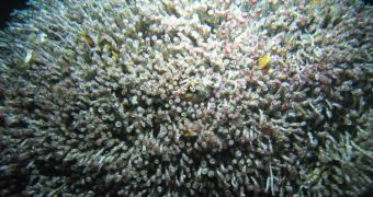 Hydrothermal seep-dwellers: large tubeworm "bush" with more than 14,000 tubeworms
