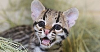 Cameron Park Zoo welcomes Ocelot kitten