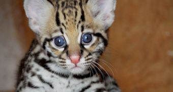 Ocelot kitten makes public debut at the Dallas Zoo, visitors are delighted to see it