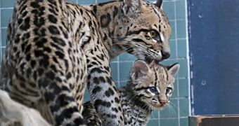 Ocelot kitten at Zoo Berlin seems eager to make its public debut
