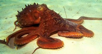 Researchers claim octopus arms have a mind of their own