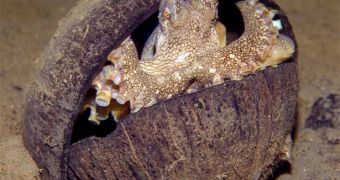 The veined octopus (Amphioctopus marginatus) uses coconut shell halves to build a shelter