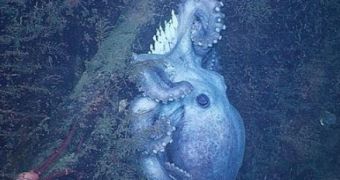 Deep-sea octopus found to guard its eggs for well over 4 years