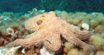 Octopuses and squids can hear best at 600Hz sound frequencies
