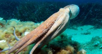 Octopuses respond well to HDTV, but not standard television, a new study has learned