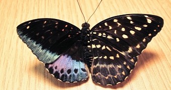 Odd butterfly is half male, half female