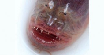 This "Alien" chestburster eel does not consume human flesh