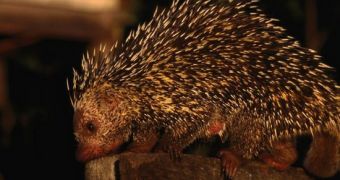 Researchers warn that thin-spined porcupines are in danger of going extinct because people are hunting them for their meat