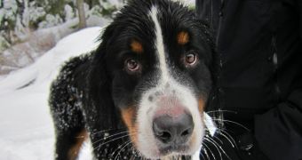 Ohly: Dog Spends 2 Weeks on Mt. Seymour, Gets Rescued by Helicopter