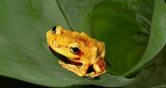 Researchers find oil roads disturb high-living frogs in the Amazon