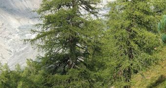 Older trees grow faster, store more carbon dioxide than young trees