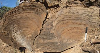 Stromatolite column of bacterial mats in Australia; sponge fossils are between stromatolites