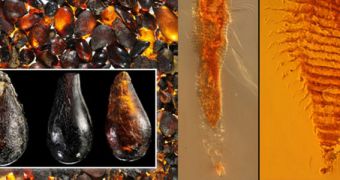 230-million-year-old arthropod ancestors found in Italian amber