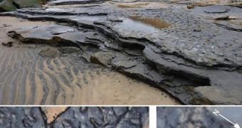 British coast reeals 800,000-year-old Homo antecessor footprints