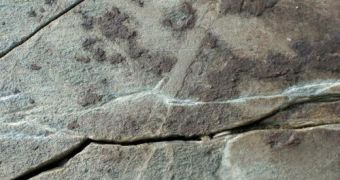 Image showing the oldest fossilized tracks ever found, dating back more than 565 million years ago