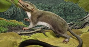 Oldest Human Ancestor Was a Rat-like Creature, Emerged After the Dinosaurs' Demise