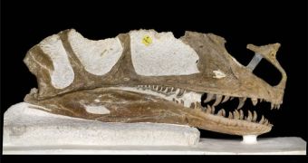 The skull of Proceratosaurus, showing a short horn on its snout