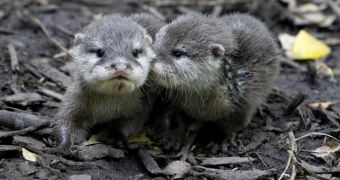 Baby otters are named after olympic swimmers