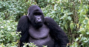 Ongoing War, Oil Company Threaten Rare Mountain Gorillas in Congo