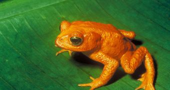 Golden toad, one of the threatened species of frogs