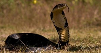 King Cobras might soon go extinct