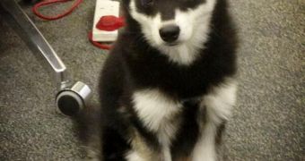 Meet Loki, the new dog of Liam Payne from One Direction