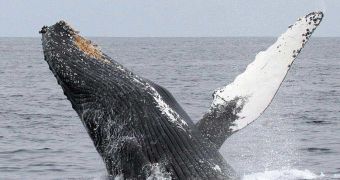 The Humpback whale is just one of the species threatened with extinction