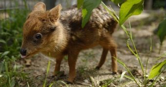 One-Month-Old Pudu Deer Is Frightfully Adorable