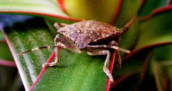 Stink bugs could not be an issue in the future