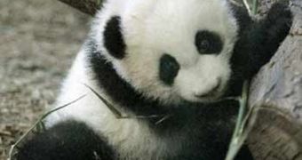 Baby panda dies one week after it was born